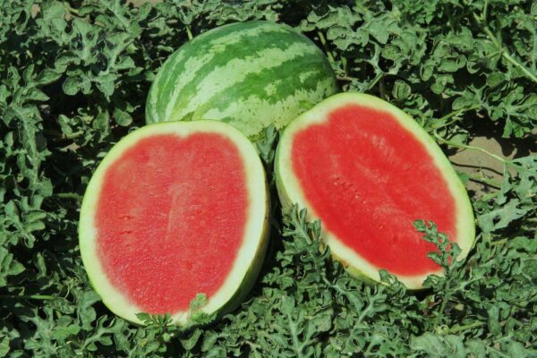 Water Melon Crimson Sweet