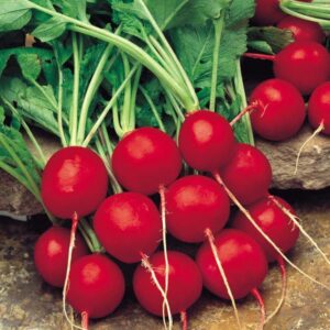 Radish Saxa 2