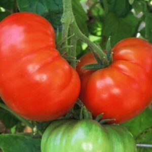 Tomato - Fireworks