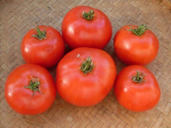 Tomato - Fireworks - Image 2