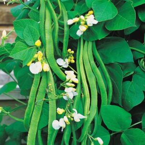 Runner Bean White Lady