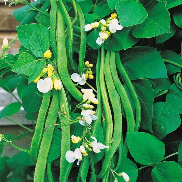 Runner Bean White Lady