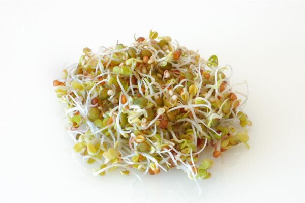 Quinoa - Microgreen/Sprouting