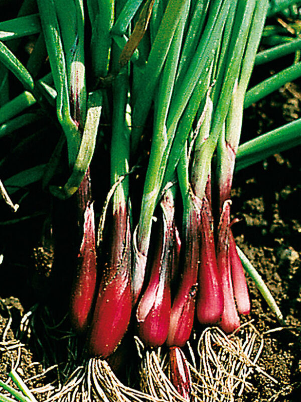 Onion Spring - North Holland Blood Red Redmate - Image 2
