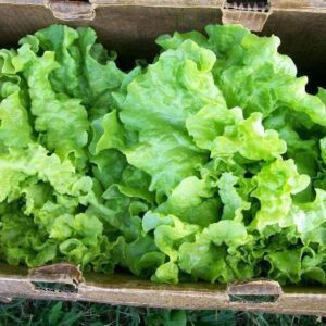 Lettuce - Black Seeded Simpson