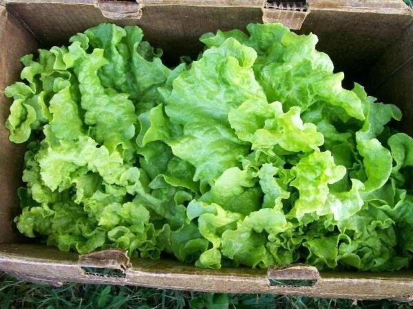 Lettuce - Black Seeded Simpson
