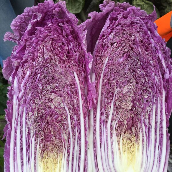 Chinese Cabbage Scarvita F1 - Image 2