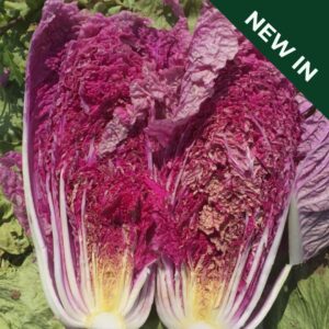 Chinese Cabbage Scarvita F1