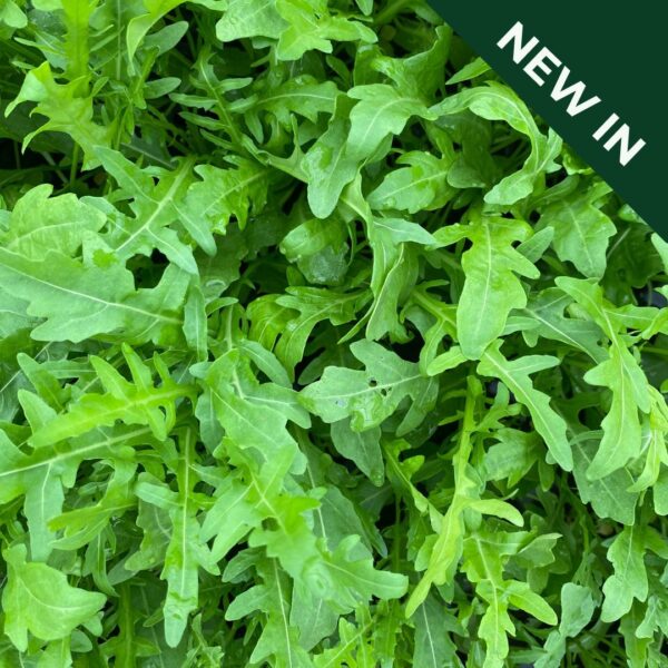 Wild Rocket Mugello