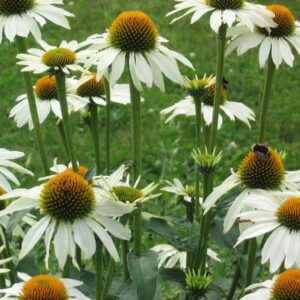 Echinacea White Swan