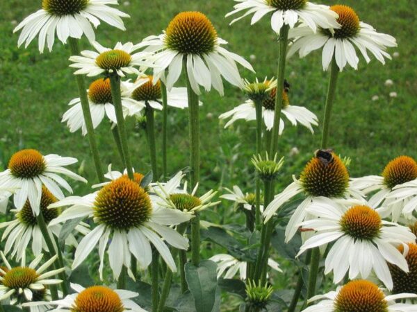 Echinacea White Swan