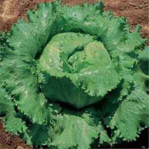 Lettuce Great Lakes 118