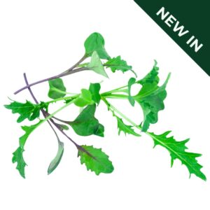 Salad Leaf Micro Mild Mix