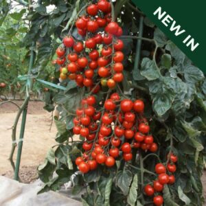 Tomato Suncherry F1