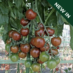 Tomato Sunchocola F1