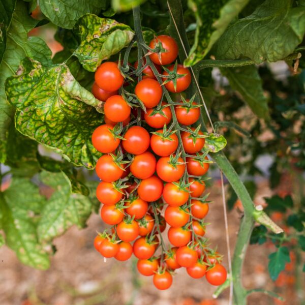 Tomato Suncherry F1 - Image 2
