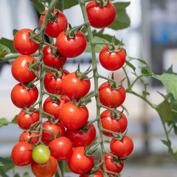 Tomato Suncherry F1 - Image 3