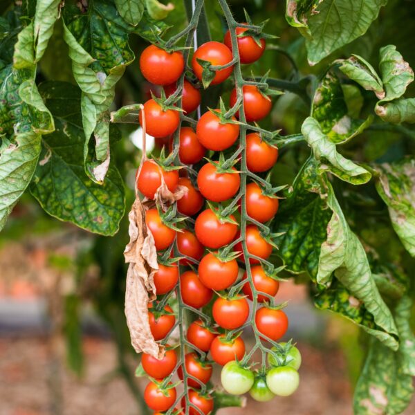Tomato Suncherry F1 - Image 4
