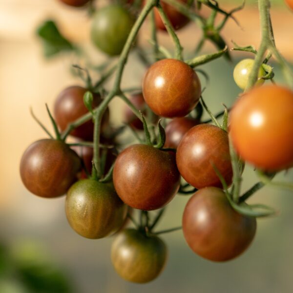 Tomato Sunchocola F1 - Image 4