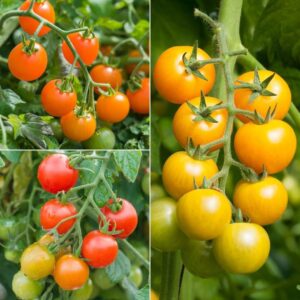 Tomato Container Bundle