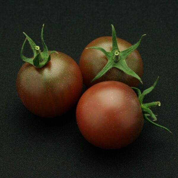 Tomato Sunchocola F1 - Image 3