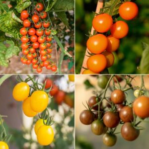 Tomato Sungold Family Bundle