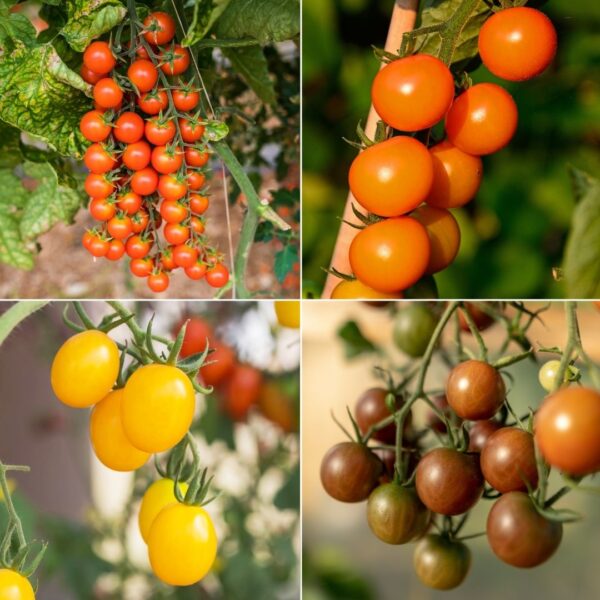 Tomato Sungold Family Bundle
